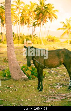 La foto mostra un cavallo marrone scuro, primo piano della sua testa e parte del corpo. Lo stallone nella foto è marrone scuro. L'immagine mostra un cavallo graz Foto Stock