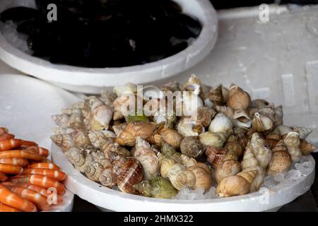 primo piano cuccioli cotti su ghiaccio Foto Stock