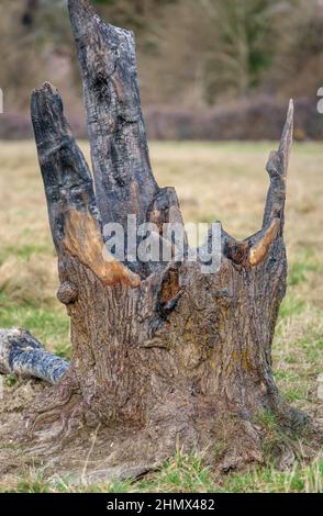 bruciò fuori ceppo dell'albero del carbone rimane dopo un colpo di fulmine Foto Stock