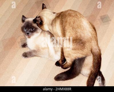 Siamese gatto e gatto accoppiamento, coppia - allevamento, bella nazionale purred gatti Foto Stock