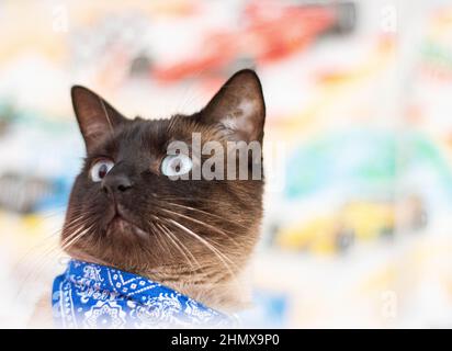 Immagine ravvicinata di un bel gatto siamese con occhio blu marrone Foto Stock