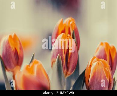 Bellissimo chioseup tulipano. Vista dettagliata di più tullips. Un bouquet di tulipani gialli rossi con foglie verdi fresche in luci morbide a sfondo sfocato i Foto Stock