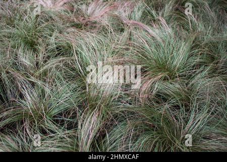 Vista dall'alto delle varietà di sedge Petriei 'cioccolato milk' verde con bronzo e colorazione rossastra di foglie in vasi di fiori. Foto Stock