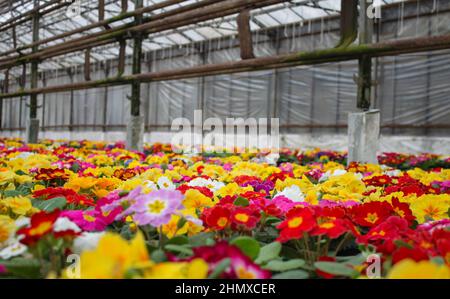 Un tappeto di molti fiori di primrose multicolore, conosciuto anche come cowslip, coltivato in una serra. Messa a fuoco selettiva. Foto Stock