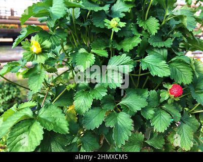 Fragole false Potentilla indica pentola appesa con grandi bacche rosse e fiori gialli sullo sfondo. Foto Stock