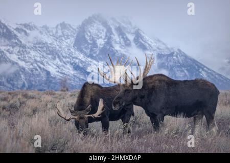 Shiras Moose (Alces Alces), Grand Teton National Park, Wyoming Foto Stock