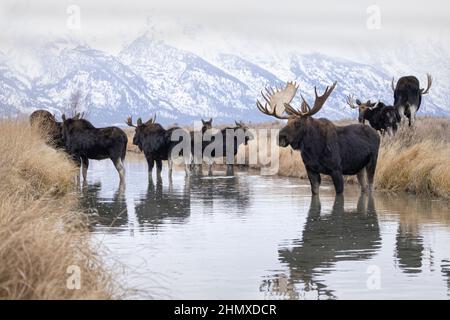 Shiras Moose (Alces Alces), Grand Teton National Park, Wyoming Foto Stock