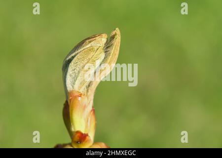 Fuoco selettivo al nuovo germoglio sul primo piano dell'albero del ramo su sfondo verde sfocato del giardino. Primavera natura risveglio Foto Stock