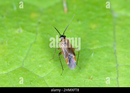 Capside bug Miridae. Un insetto su una foglia verde. Foto Stock