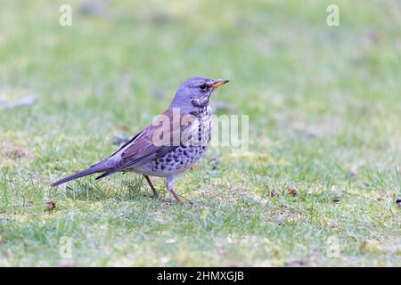 Campo [ Turdus pilaris ] su prato Foto Stock