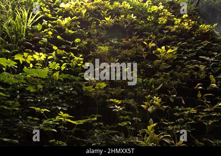 Living Wall all'aeroporto di Singapore. Foto Stock