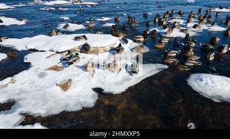 Anatre fuori sul fiume ghiacciato sotto il calore dal sole Foto Stock
