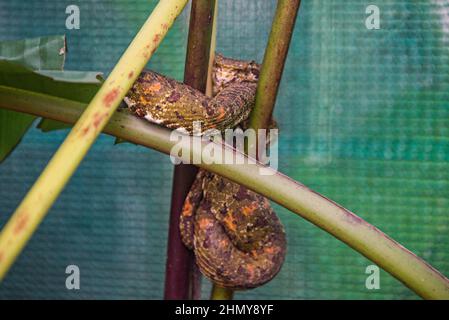 Ciglia viper (Bothriechis schlegelii), Refugio de Vida Silvestre Monteverde, Monteverde, Costa Rica Foto Stock