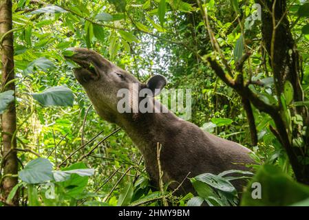 Il tapiro di Baird (Tapirus bairdii), il Parco Nazionale del Vulcano Tenorio, Guanacaste, Costa Rica Foto Stock