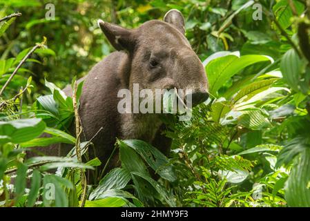 Il tapiro di Baird (Tapirus bairdii), il Parco Nazionale del Vulcano Tenorio, Guanacaste, Costa Rica Foto Stock