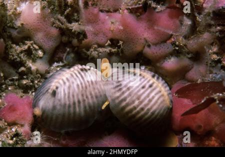 Cowrie europee (Trivia monacha) coppia subacquea, Regno Unito. Foto Stock