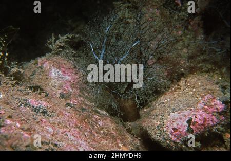 Cetriolo di mare marrone (Aslia lefevrei) tentacoli che sporgono dalla fessura nella roccia, Isole Britanniche. Foto Stock