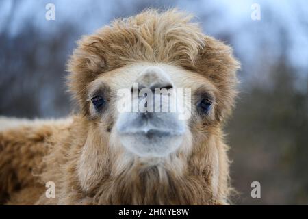 Primo piano testa di un cammello. Concentrandosi sull'occhio Foto Stock