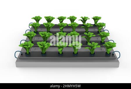rendering 3d piante in rilievo in letto da giardino isolato su bianco Foto Stock