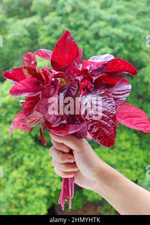 Mazzo di Spinaci rossi freschi di colore vibrante o in mano contro la foliazione verde sfocata Foto Stock