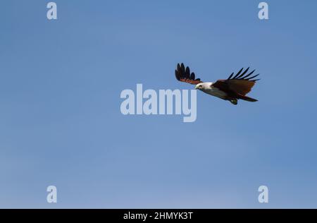 Un brahminy kite eagle fly bassa con il cielo azzurro come sfondo Foto Stock