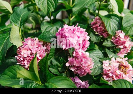 Ortangea rosa a foglie grandi in giardino Foto Stock