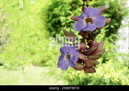 Mazzo di Thunbergia grandiflora blu, Trumpet Vine blu o Bengal Clockvine Fiori decorazione in Green Garden. Foto Stock