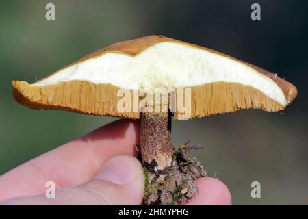 Jack scivoloso o bun appiccicoso Suillus luteus tagliato senza lesioni visibili da larve del mosca. Foto Stock