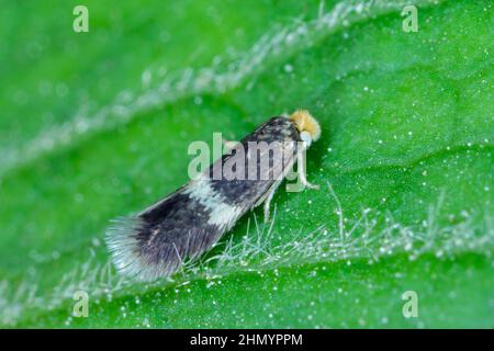 La falena di Stigmella è un genere di falene della famiglia Nepticulidae. I bacini minerano le foglie di varie piante, comprese le colture. Foto Stock