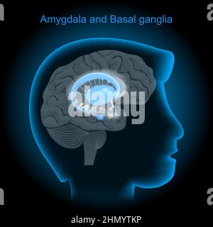 Posizione delle amigdali e dei gangli basali nel cervello umano. Sistema amigdala e limbico. Testa umana con cervello su sfondo scuro. Vista laterale di b Illustrazione Vettoriale