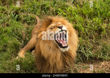 Una vera faccia di leone una volta che sono veramente arrabbiati Foto Stock