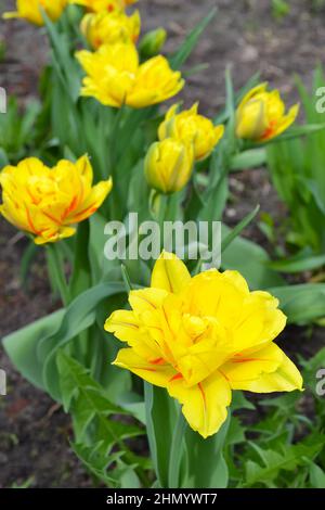 Lussureggiante fioritura di tulipani gialli con strisce rosse sullo sfondo naturale poco focalizzato della terra. Messa a fuoco selettiva, inquadratura verticale Foto Stock