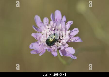 Chrysomelid - Beetle a foglia cilindrica (Cryptocephalus sericeus) seduta su un fiore in estate Vaucluse - Provenza - Francia Foto Stock