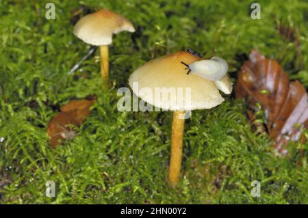 Hedgehog-Slug - Glade Slug (Arion intermedius) che si nutrono di funghi in autunno Foto Stock