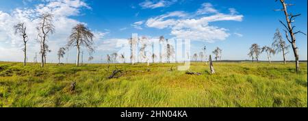 Noir Flohay (Hautes Fagnes) panorama Foto Stock