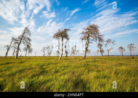 Noir Flohay (Hautes Fagnes) Foto Stock