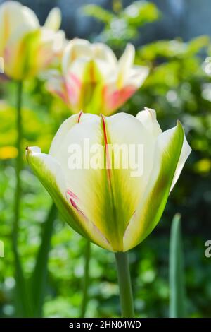 Lussureggiante fioritura di tulipani variegati di colore verde con strisce rosse su sfondo naturale sfocato. Messa a fuoco selettiva, inquadratura verticale Foto Stock