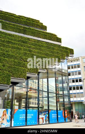 Primo piano di un tetto di un edificio ecologico coperto da siepi verdi di carpino di Ingenhoven Architects a Kö-Bogen II a Düsseldorf/Germania. Foto Stock