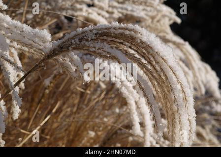 Erba di Pampas coperta di neve Foto Stock