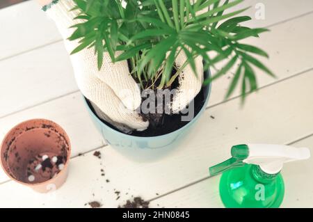 Trapianto di camaedorea verde in casa, piante di casa . Foto di alta qualità Foto Stock