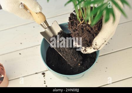 Trapianto di camaedorea verde in casa, piante di casa . Foto di alta qualità Foto Stock