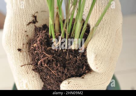 Trapianto di camaedorea verde in casa, piante di casa . Foto di alta qualità Foto Stock