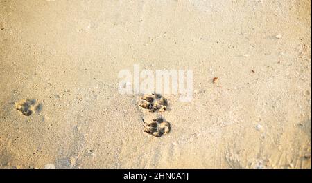 Binari per cani nella sabbia. Spiaggia. Animali. Foto Stock