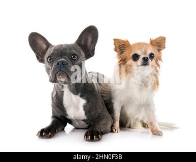 bulldog francese e chihuahua di fronte a sfondo bianco Foto Stock