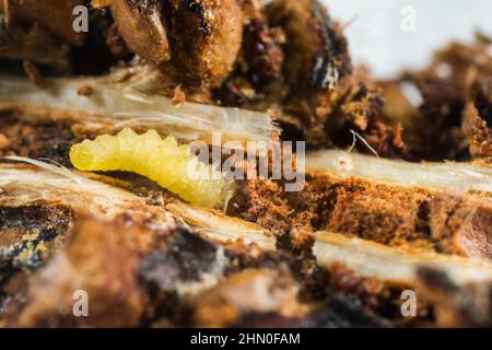 Larva (Cidia strobellella) all'interno di un cono Foto Stock