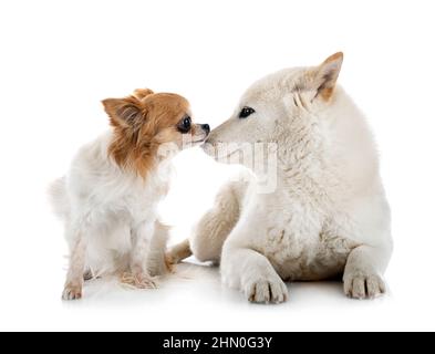 shiba inu bianco e chihuahua di fronte a sfondo bianco Foto Stock