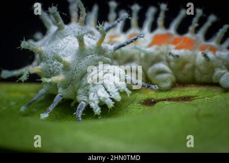 Atlante Moth Larva- Attacus atlas è una delle più grandi specie di farfalla Foto Stock