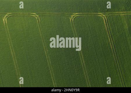 Grano verde nel campo, vista dall'alto con un drone. La tessitura del grano sfondo verde Foto Stock