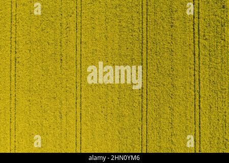 Vista aerea sul campo agricolo di Canola Foto Stock