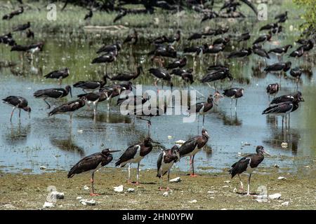 Tempeste di abdime nel Parco Nazionale di Etosha Foto Stock